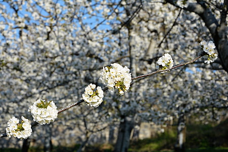 vyšnia, gėlė, šakelėmis, pavasarį, Gamta, Pavasario gėlės, sodas