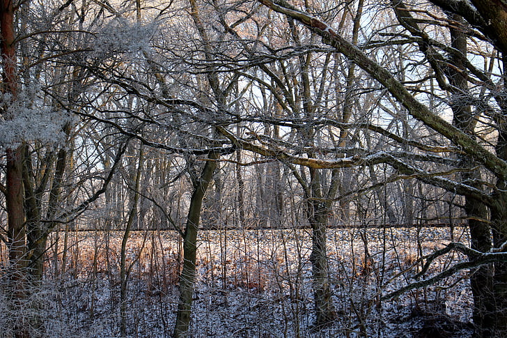 Frost, Wald, Landschaft, Bäume, Kälte, Winter, eisige