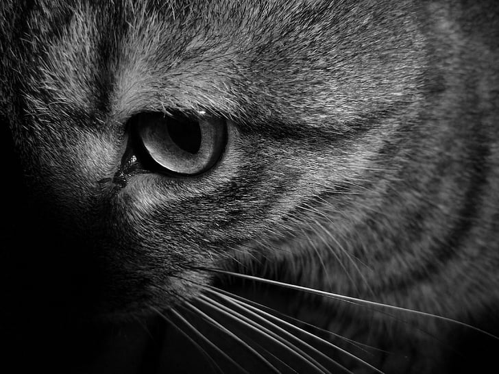 mačka, živali, mačka oči, mačka obraz, mačka glavo, črno-belo, domače mačke