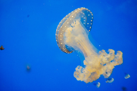 jellyfish, blue, aquarium, ocean, sea, animal