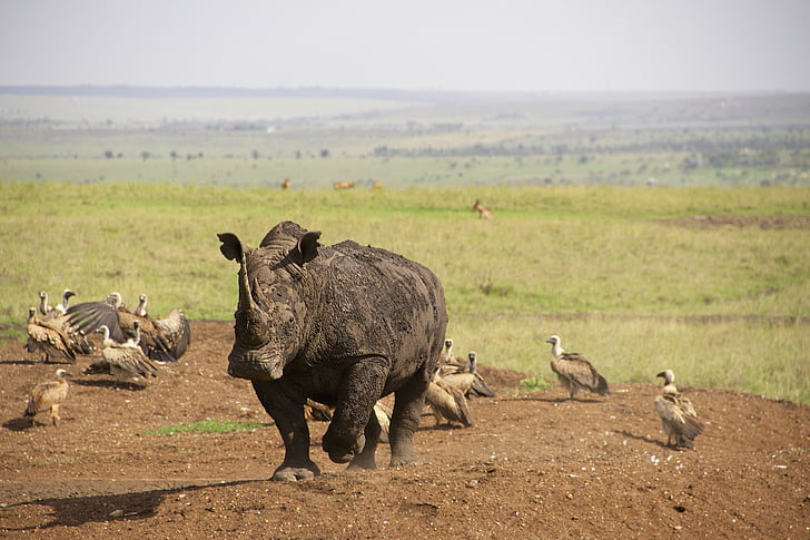 Rhino, Kenija, Nairobiju national park, Safari