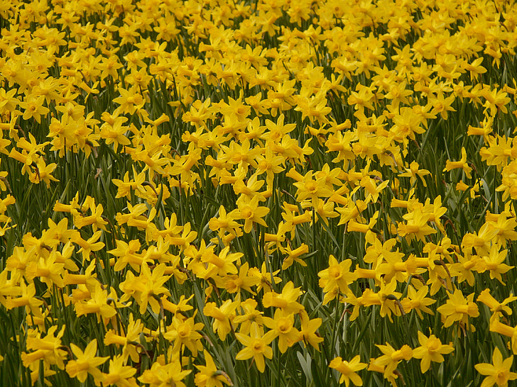 Narcissus, Daffodil, bunga, tanaman, Blossom, mekar, bunga