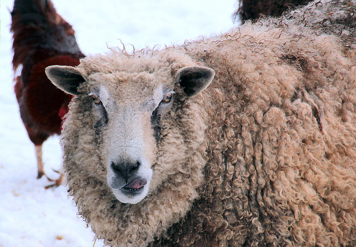 sheep, white, animal, nature, wool, livestock, fur