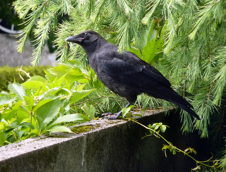 con quạ, Raven, con chim, màu đen, bay, con quạ carrion, Raven chim