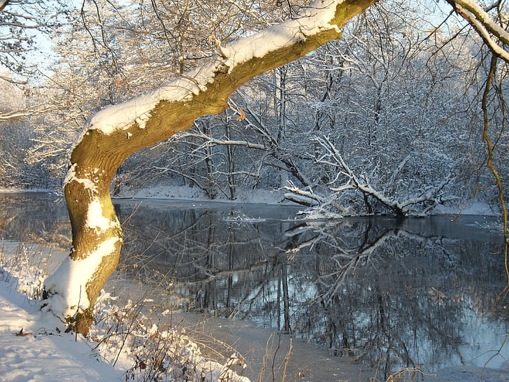 ziemas, skaists, sniega, salna, koks, upes, atspoguļojot