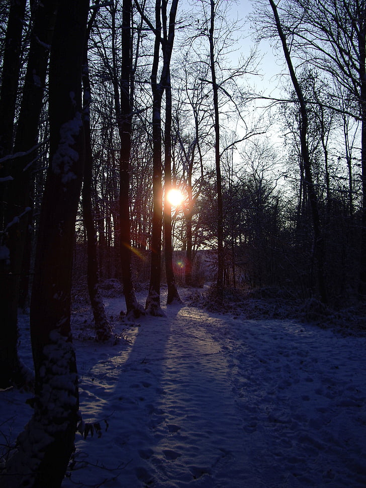 naplemente, erdő, fák, téli, hó, táj