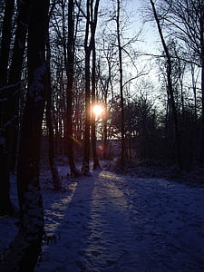solnedgång, skogen, träd, vinter, snö, landskap