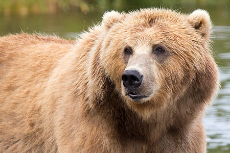 Kodiak brunbjörn, däggdjur, Predator, vilda djur, vilda, päls, naturen
