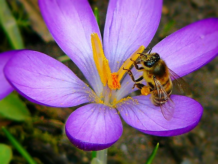 crocus, flowers, flower, bee, insect, pollen, nectar