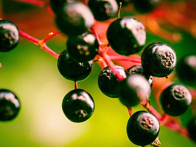 berries, elder, black elderberry, holder bush, fruits, black, elderberries
