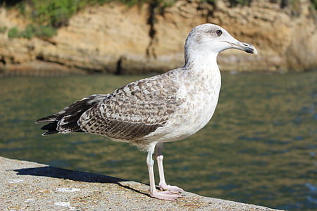Seagull, zee, vogel, grijs, verenkleed, fauna
