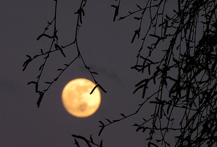 full moon, moon, birch, dusk
