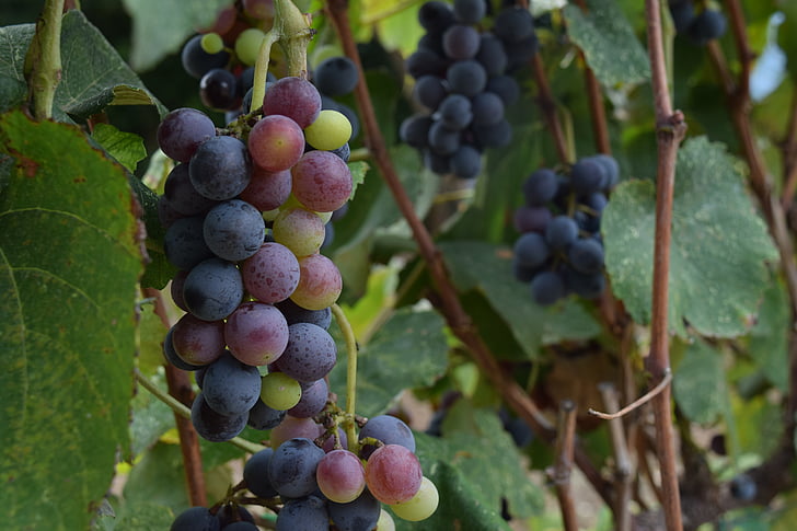 grapes, vineyard, viticulture, harvest, wine production, fruit, vine