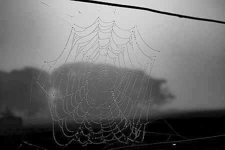 クモの巣, 黒と白, ハロウィーン, web, クモの巣, 純, デザイン