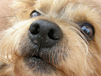 perros, Yorkshire terrier, animales de compañía, verano