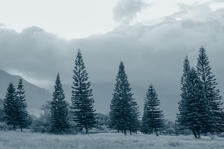 pine trees, fog, gray, grey, blue, cloudy, nature