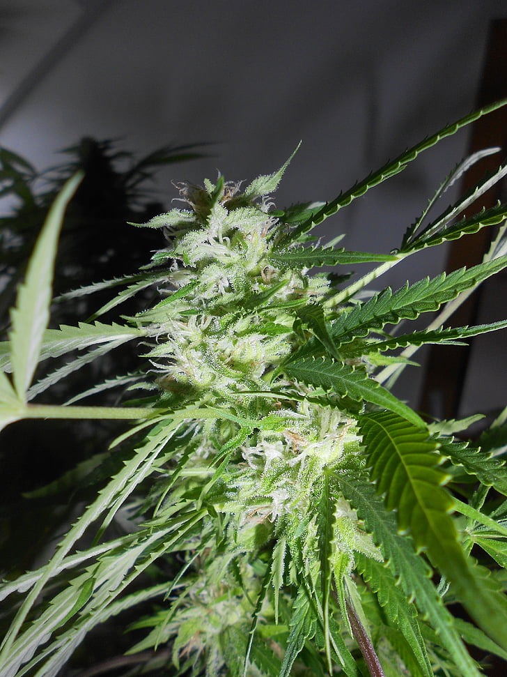 marijuana, weed, plant