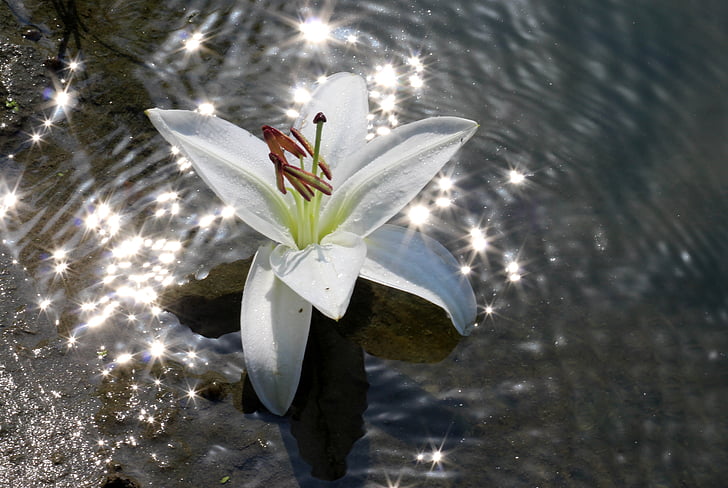 Lily, vatten, blomma, reflektion, vit, glans, solen