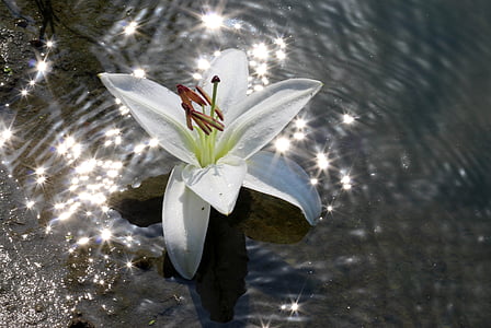 Lily, vand, blomst, refleksion, hvid, skinne, solen