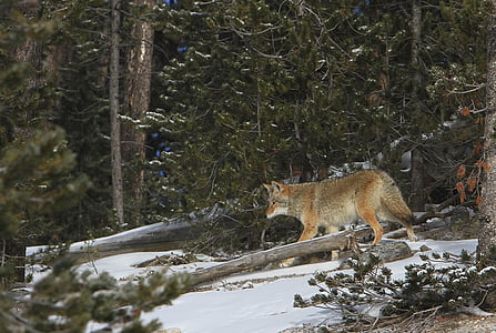 Coyote, fauna selvatica, natura, Parco, selvaggio, alla ricerca, Canino