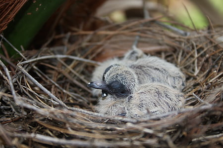noworodek ptak, ptak, Gniazdo, zwierząt, zwierzę nest, Ptasie gniazdo, młody ptaszek