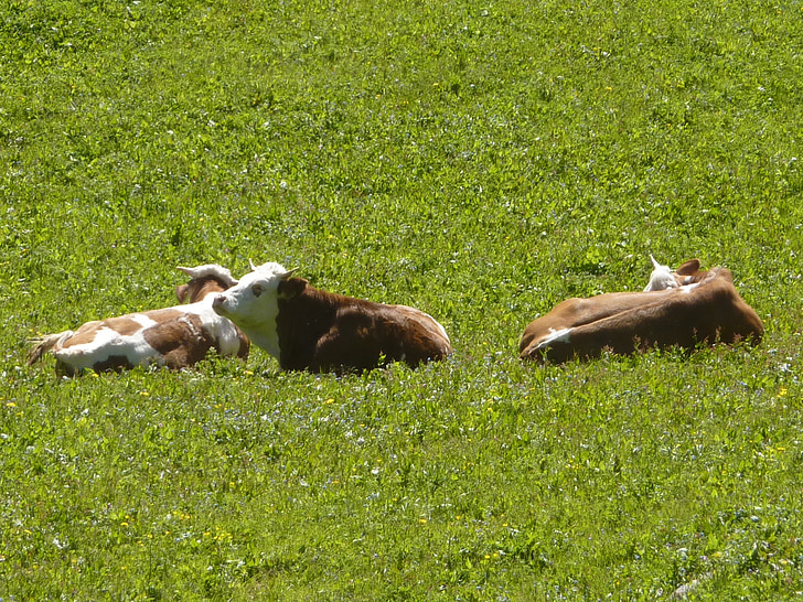 vaca, vacas, pasto, descanso, grama, verde, gado