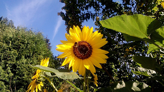 zonnebloem, bloem, Bumble-bee, plant, goud, helder, zomer