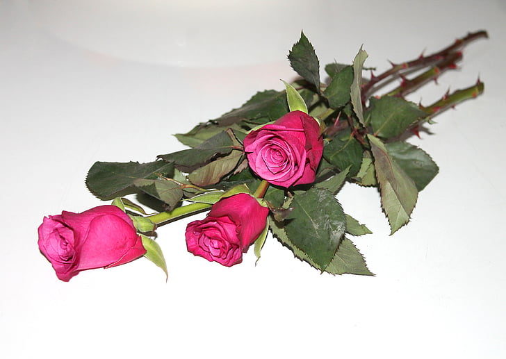 розы, три, красные розы, Цветы, красный, любовь, Справочная информация