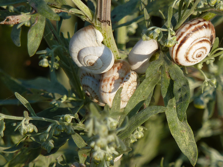 escargots, Ukraine, Nautilus