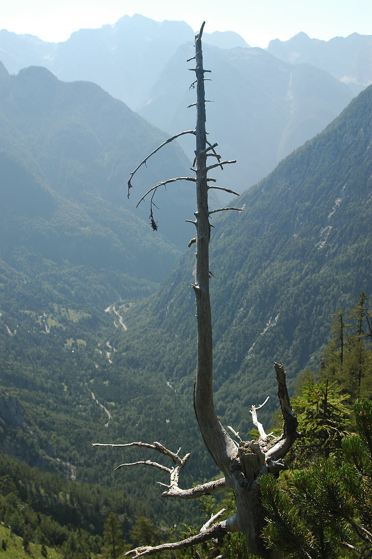 treet, døde, Slovenia, Alpene, landskapet, fjell, natur