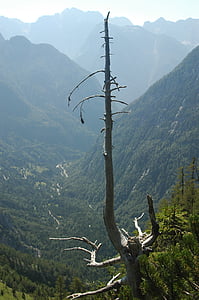 drzewo, martwe, Słowenia, Alpy, krajobraz, góry, Natura