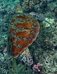 черепаха, Морская жизнь, Животные, Дикая природа, Большой Барьерный риф