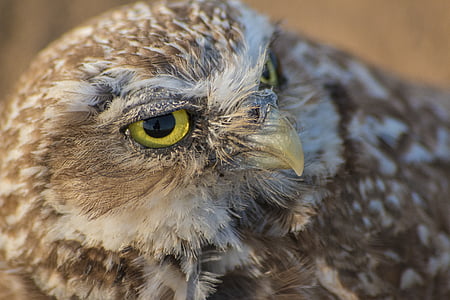 burrowing owl, owl, ground owl, brown owl, bird, predatory bird, small owl