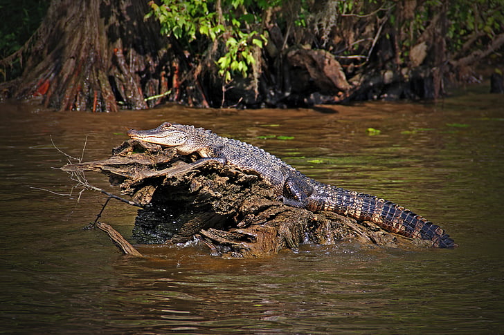 Louisiana, aligátor, Gator, plaz, bažina, ještěrka, volně žijící zvířata