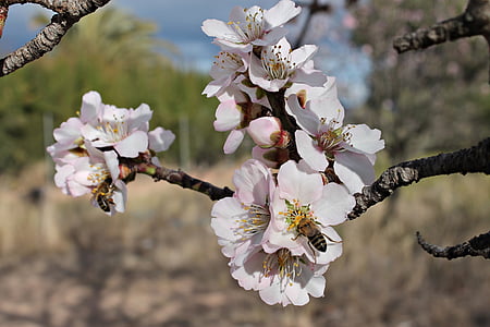almond flower, bees, pollen, honey, insects, flowering, beautiful