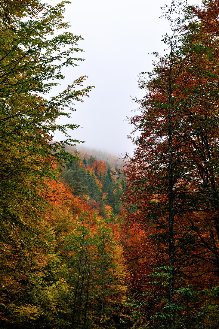 foresta, autunno, paesaggio, natura, montagna, all'aperto, legno