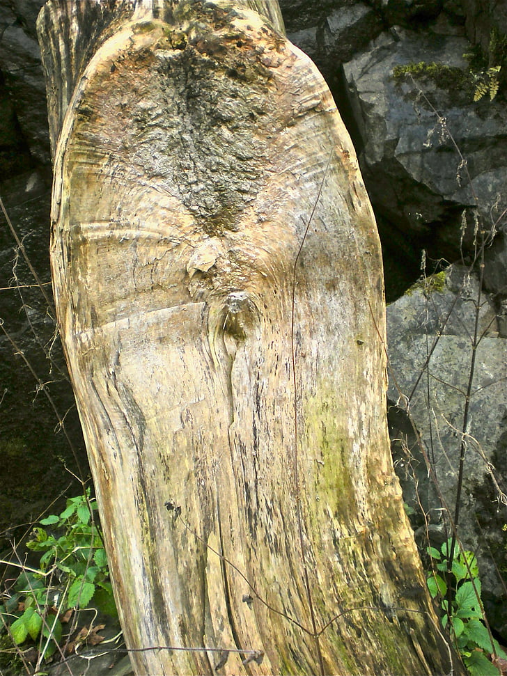 дърво, дървен материал, природата