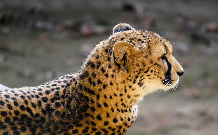 dyr, rovdyr, Cheetah, lurer, jakten, pels, oppdaget