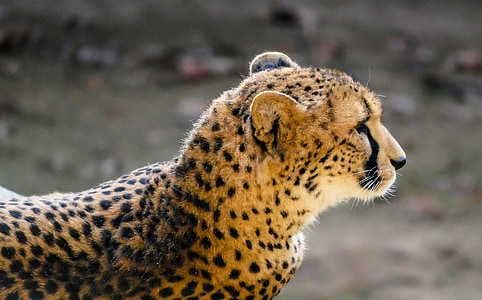 động vật, động vật ăn thịt, cheetah, bí mật, đi săn, lông thú, phát hiện