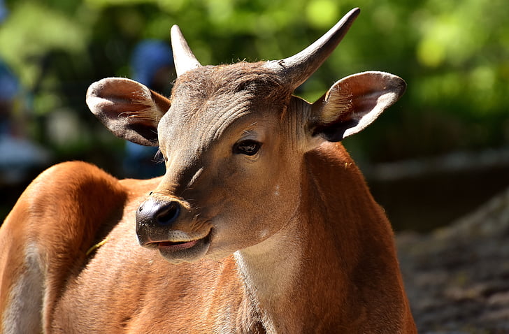 banteng, viande bovine, Bos javanicus, sauvage, photographie de la faune, Zoo, Hellabrunn