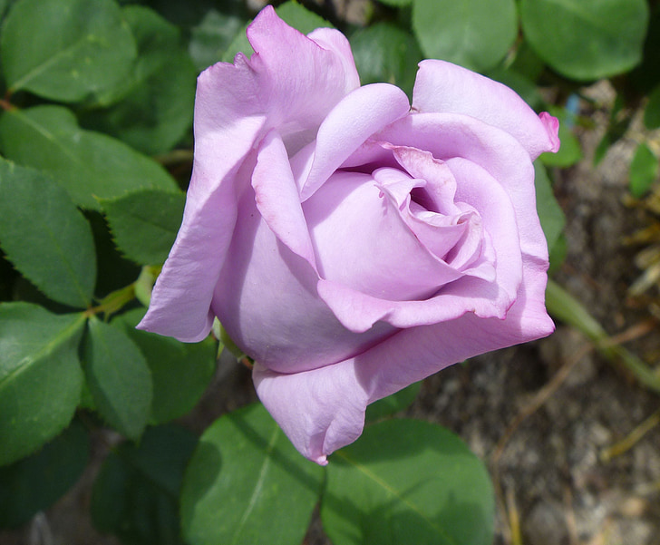 Rosa, capoll de Rosa, brot, flor, floral, flor, natura