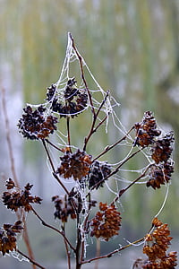 cobweb, ice, not cold, frost, frosted, morning, cool