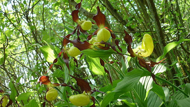 objeto de fotografia popular, Frauenschuh, orquídea, Grupo, selvagem, protegido