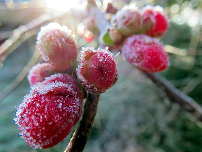 bunga, Jepang quince, merah muda, gel