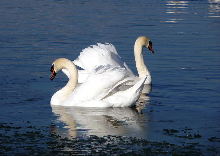 swan, water bird, water, pride, nature, lake, animal world