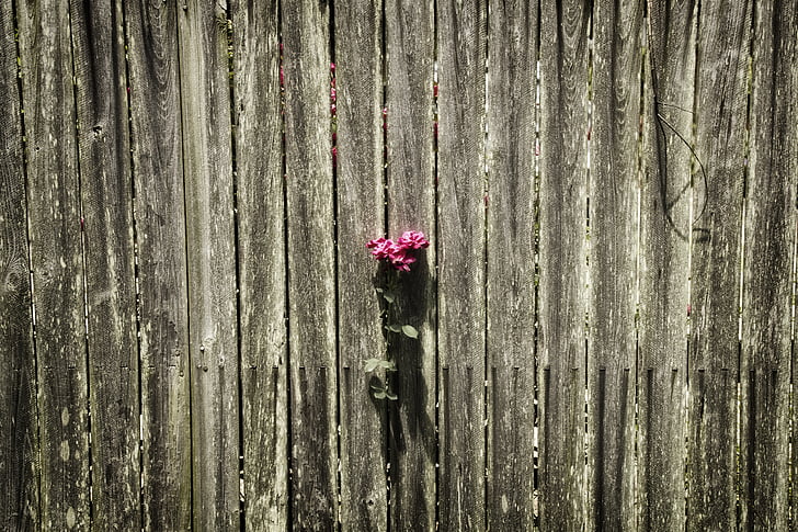 fence, rose, solitude, pink, love, romantic, vintage