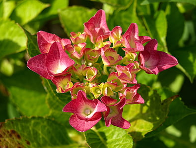 hydrangea, ornamental shrub, blossom, bloom, greenhouse hydrangea, pink