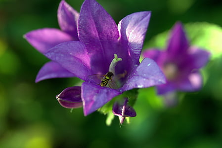 tono de llamada, flor, mucha, abeja, violeta, plantas, naturaleza