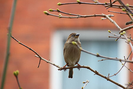 Songbird, Sparrow, sperling, burung, alam, cabang, Duduk