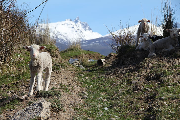 schapen, lam, Patagonië, één dier, berg, dag, dierlijke thema 's